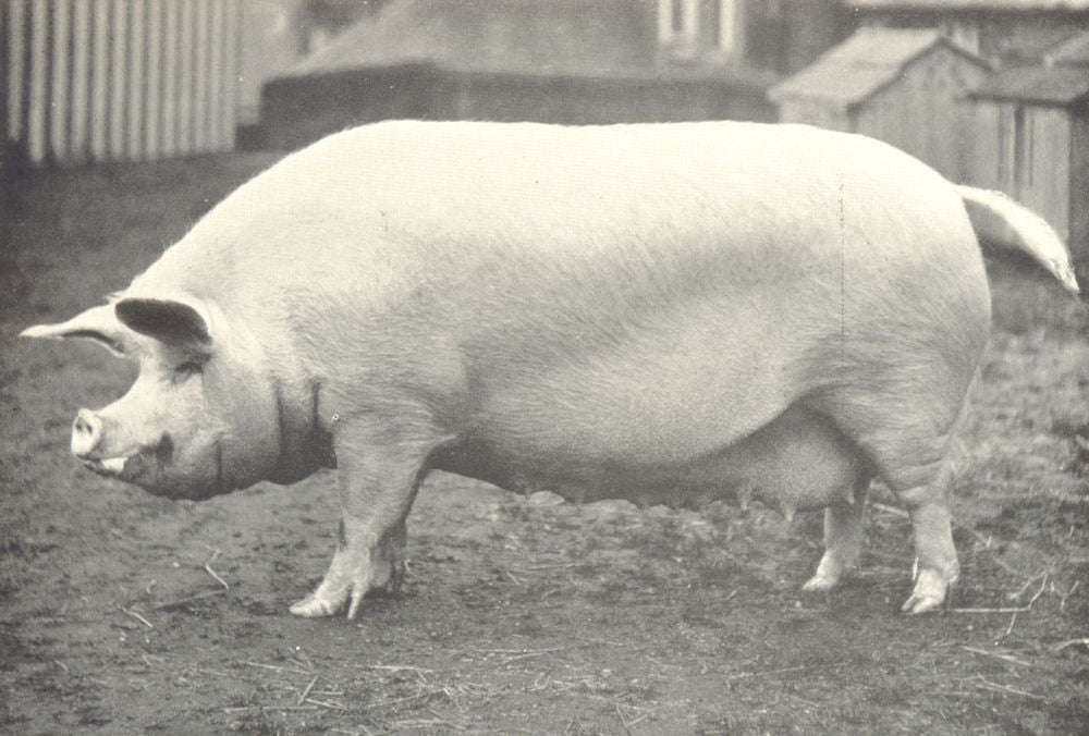LARGE WHITE SOW.